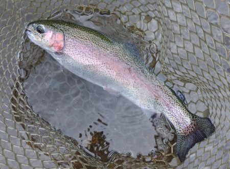 三連休後の平谷で釣りまくる ～平谷湖フィッ…